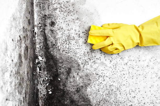 Best Insurance-Related Mold Remediation in Brooklyn, IN